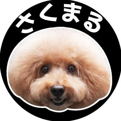 さくまる🐶車椅子トイプードル【さくパパ運営】's profile picture