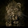 Özbay....'s profile picture