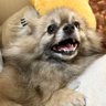 ポメラニアンのチャーちゃん🐶 profil fotoğrafı