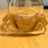 🦀もり🦀🪭♡'s profile picture