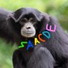 Saacde's profile picture
