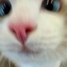 Profilbild von 😸😻