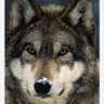 Profilbild von woolf