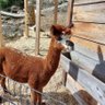 Sammy profil fotoğrafı