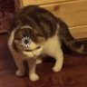 ob profil fotoğrafı