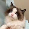 LiSé's profile picture