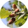 Profilbild von oak