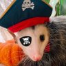 Pirate Possum 的头像
