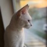 Yang's profile picture