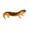 Silent Newt's profile picture