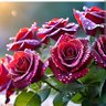 Deva Hira Hane's profile picture