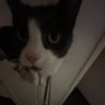 Фото профиля loganthecatlover
