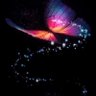 Purple Buttetfly 的头像