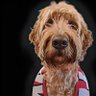 Riley the big golden doodle 的头像