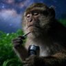 Profilbild von Moonshine Monkey