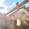 mokomoko's profile picture