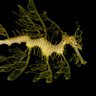 Green Seadragon 的头像