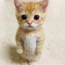Taquito_181's profile picture