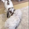 🐰🤍🪐 profil fotoğrafı