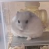 いろどり 的头像
