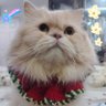 Tytmissmay profil fotoğrafı