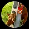 No Proper Plan's profile picture