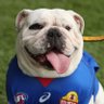 The Bristling Bulldog's profile picture