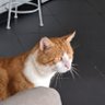 LaurentBovary's profile picture