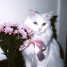 Фото профиля Fiiiiiiii
