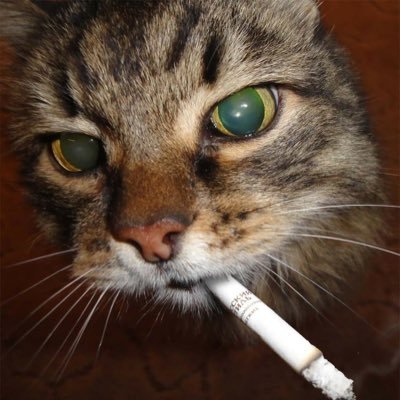 chud's profile picture