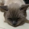 lev1osaVLRT profil fotoğrafı