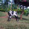 Фото профиля Kinoti Shepherd🧬