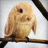 Neophyte๐ป๐ฆ profil fotoฤrafฤฑ