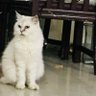 Bahaeid: Anti-False Claims profil fotoğrafı