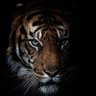 TIGER's profile picture