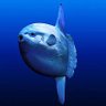 mr. sunfish's profile picture