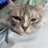 Annie's profile picture