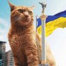 Counter-terror cat's profile picture