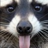 K lo's profile picture