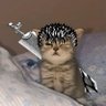 whtaev's profile picture