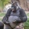 Silverback Socrates profil fotoğrafı