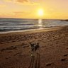 Фото профиля Be More Dog