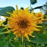 Profilbild von Wedowee Gardens