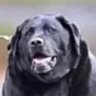 moethebartender's profile picture