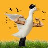 Zac The Quack's profile picture