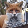 Frederick Baker's profile picture
