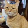 蒼沼キリハ(アロハ) 的头像