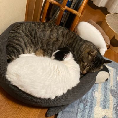 hijiki06cat's profile picture