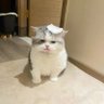 えびせんべい's profile picture