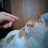 ナイルズ🇯🇵 profil fotoğrafı